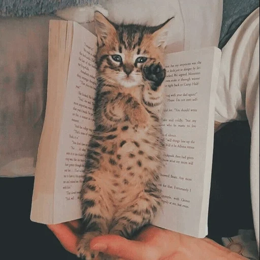 кошка, кошка котенок, кошка бенгальская, бенгальские котята, прикольный кот книгой