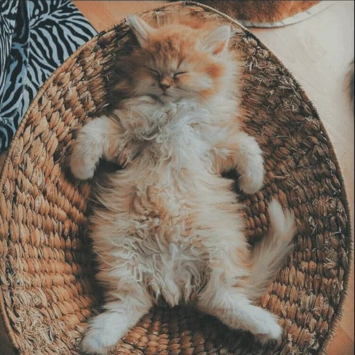 kucing, mimpi indah, kucing pagi, selamat malam anak-anak, selamat malam mimpi indah