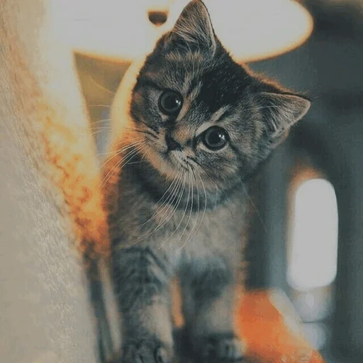 lindo sello, pequeño sello, focas de foca divertidas, gatito encantador, pequeño y lindo sello