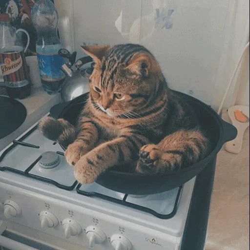 кот, коты, кот смешной, кот кастрюле, кот сковороде