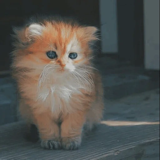 cat, the kitten is red, fluffy kittens, charming kittens, a red fluffy kitten