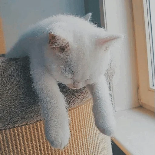 white cat, the cat is white, tired cat, funny cats, tired cat