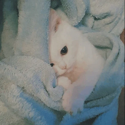 chaton, кошки милые, милые котики, котята милые, очаровательные котята