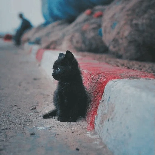 the black cat, tiere katzen, schwarze kätzchen, streunende kätzchen, verlassene kätzchen