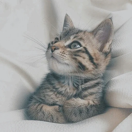 cat, cat, cats, striped kitten, kittens are cute tabby