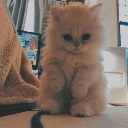 gato peludo, gato peludo, gatinho peludo, gatinho encantador, cat peludo de raça pura