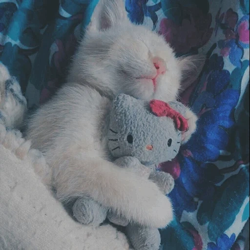 lindo sello, gato mimi, lindo gatito madre, duerme un buen gato, duerme bien