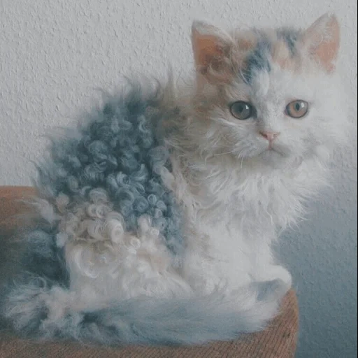 selkirk rex, curly cat, curly cats, a curly kitten, the village of selkirk rex