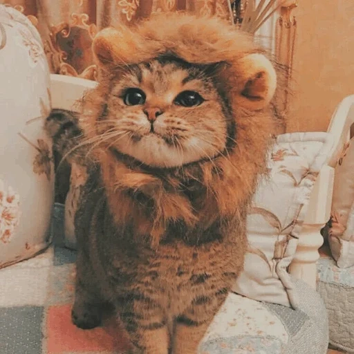 félins, odaries à fourrure, chat lion, chat lion, phoques et phoques