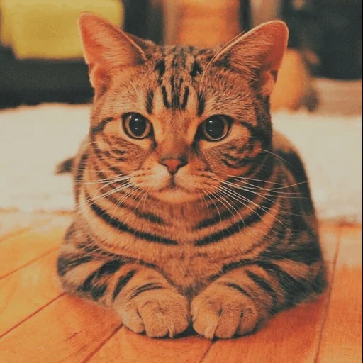 кот, кошка бенгальская, короткошерстный кот, европейская тигровая кошка, американская короткошёрстная кошка
