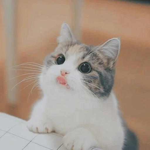 gato, gatos, focas, gato lindo, lindo sello