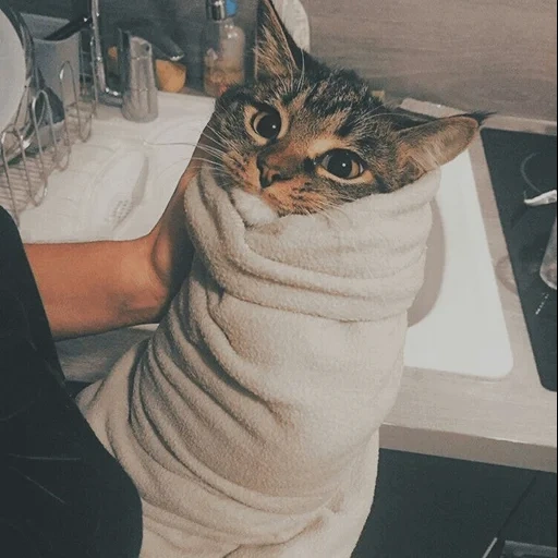 cat, funny cats, the cat is a towel, the cats are funny, the animals are cute