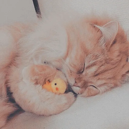 милых снов, спящий котик, спящий котенок, милые спящие котики, милые спящие котята