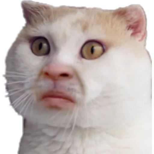 gatto, faccia di gatto, faccia di gatto meme, volto di un gatto, moe facciale sorpreso di gatto