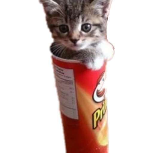 cats, manger des chats avec des frites, chats de pringles, les animaux sont mignons, animal ridicule