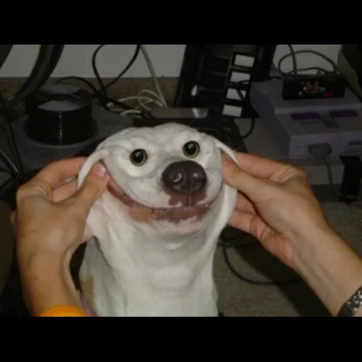 le chien rit, chien souriant, chien mort, le visage souriant du chien, le visage souriant du chien