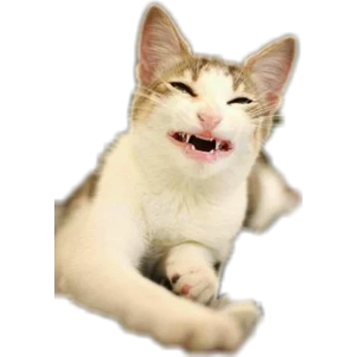 cat, cat, cat, laughing cat, the kitten laughs