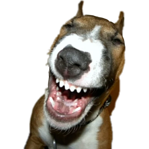 ржущая собака, бультерьер морда, улыбающаяся собака