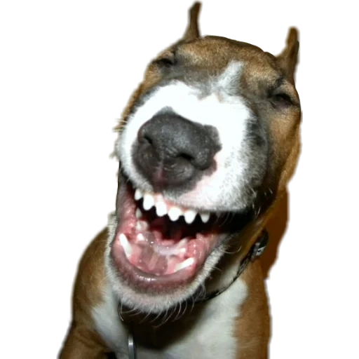 chien aboyant, muselière bull terrier, chien souriant