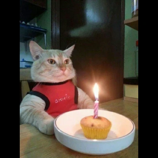 die katze ist ein geburtstagsmann, geburtstagskatze, alles gute zum geburtstag meme katze, cat cap geburtstag, traurige katze geburtstag