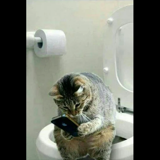 die katze ist toilette, das katzen toilettenmeme, lustige toilettenkatzen, die katzen toilette mit einem telefon