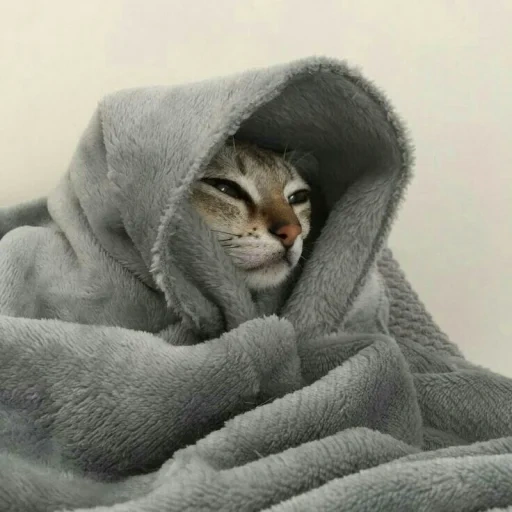 cat, cats, seal, cat blanket, funny cat