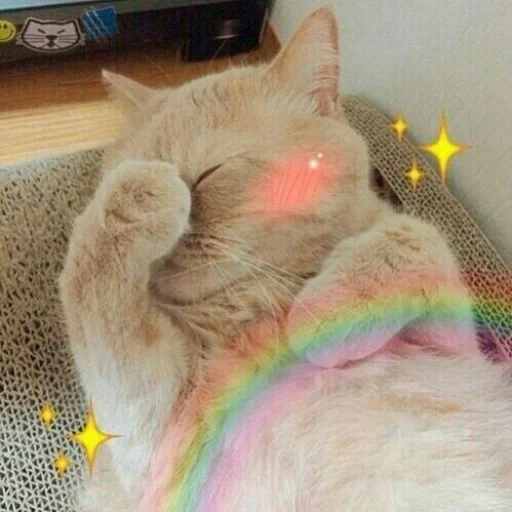 gatos, un gato, gatos de sokra, encantadores gatos con un arco iris, corazones de gatos por encima