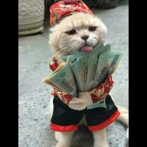 gato, gato, gato, gato vietnamita, lindo vendedor de gatos