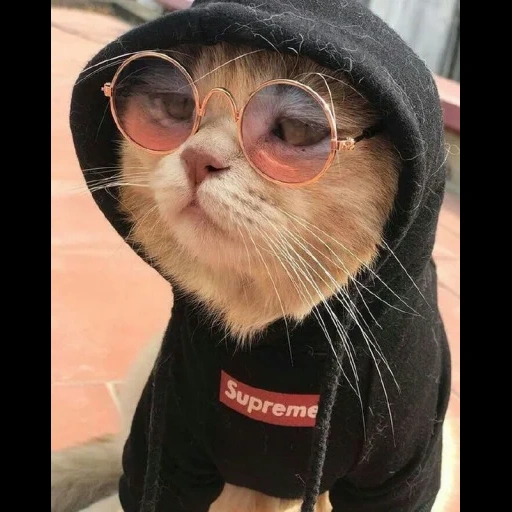 odaries à fourrure, cat cat, cool cat, lunettes noires pour chats