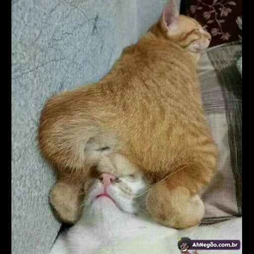 кот, кошка, кошка животное, смешной спящий кот, спящие коты смешные