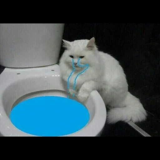 gato, o gato é lavado, o gato é banheiro, animais engraçados, o gato está chorando no banheiro