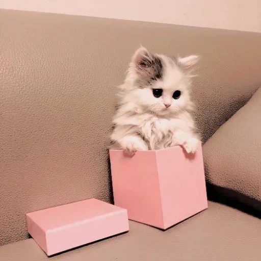 katze, home cat, ein kätzchen mit einem geschenk, fotos von süßen katzen, das niedlichste katzenspiel