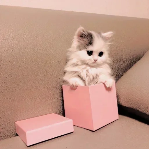 kucing kucing, kucing rumahan, anak kucing dengan hadiah, foto kucing lucu, game kucing paling lucu