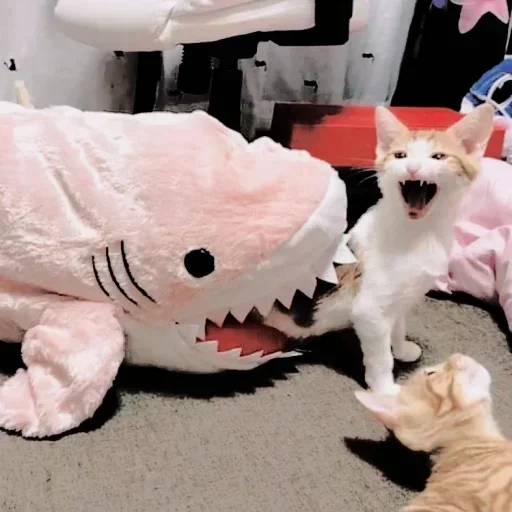 gato de tubarão, gatos fofos são engraçados, shark blohay pink, tubarão de brinquedo de pelúcia 90cm, tubarão de brinquedo macio 100 cm