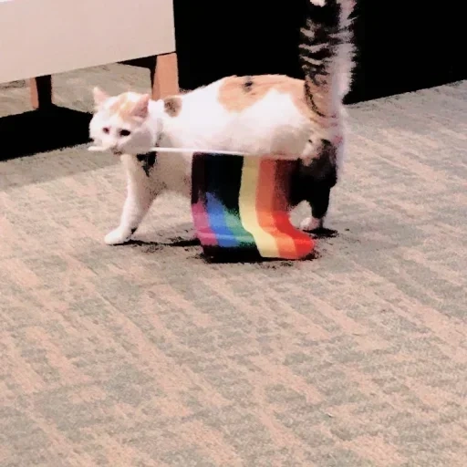 gato, gatos lgbt, gatos graciosos, los gatos son divertidos, los lindos gatos son divertidos