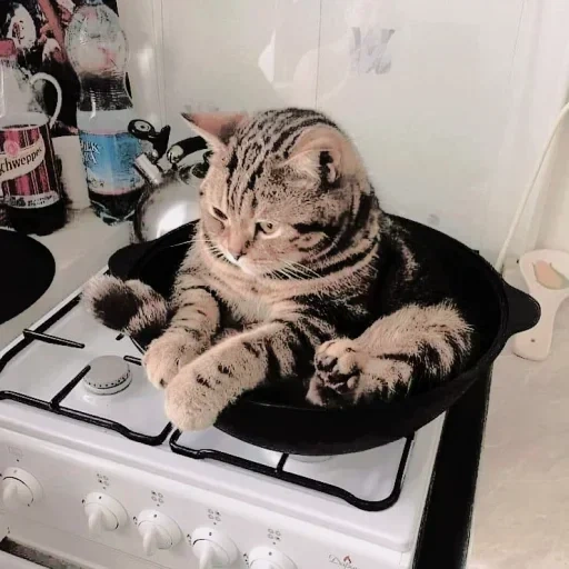 gatto, il gatto è umorismo, zuppa di un gatto, il gatto è divertente, foto divertenti di gatti