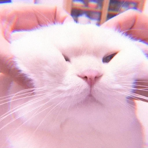 gato, gatos, gato branco, gatos, estética de gatos