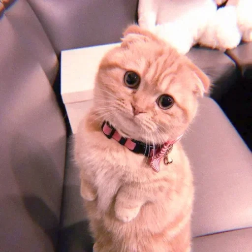 meme kucing, kucing lucu, kucing itu lucu, kucing itu lucu lucu, foto kucing lucu