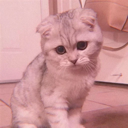 scottish fold, cat scottish fold, scottish fold chinchilla, vysloukhi scottish fold, scottish cat fold scottish