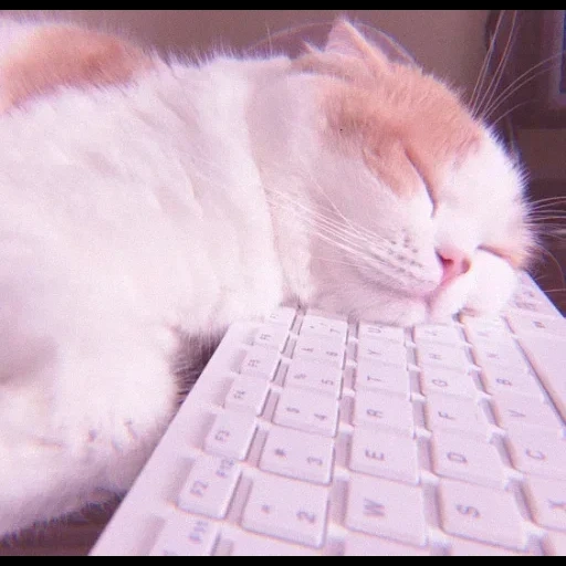 gatto, cat assonnato, il gatto è bianco, cat stanco, i gatti carini sono divertenti