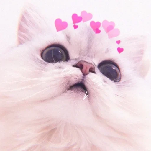 the cats are cute, cute cats are funny, dear cat with hearts, cute cats with hearts, cats with hearts overhead