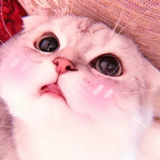 gatos, o gato é rosa, gatos fofos são engraçados, lindos gatos picci, gatos fofos com corações