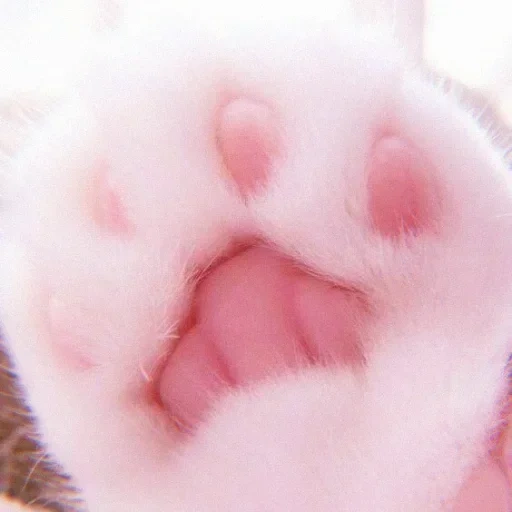 gatto, piede, paw di cat, zampe di zampe, gambe soffici