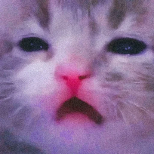 gato, meme de kitty, gato chorando, os gatos são fofos, meme de gato chorando