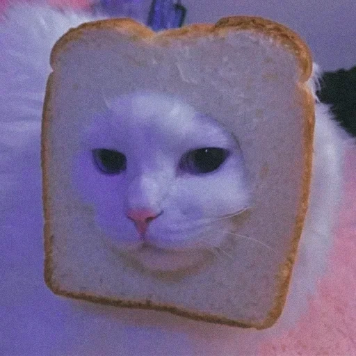 cat, bread cat, cat of bread, cat of bread, cute cats are funny