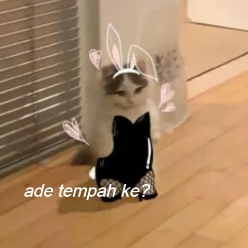 kucing, seekor kucing, kucing itu lucu, kucing lucu, kucing itu lucu