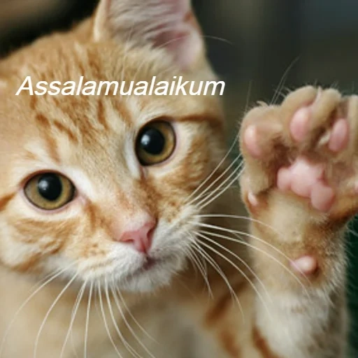 cat, cat, cat, cat high five, the cat waved its paws
