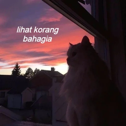 кот, кошка, котики, кот рассвете, aesthetic cat