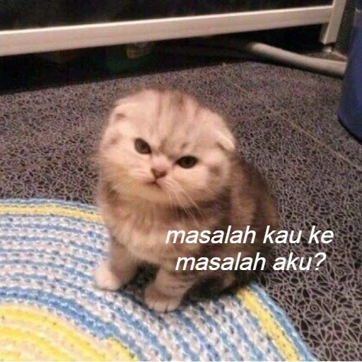 kucing, kucing lucu, marah kucing meme, kucing itu putih, kucing lucu itu lucu