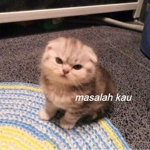 kucing, kucing, kucing lucu, marah kucing meme, anak kucing yang menawan